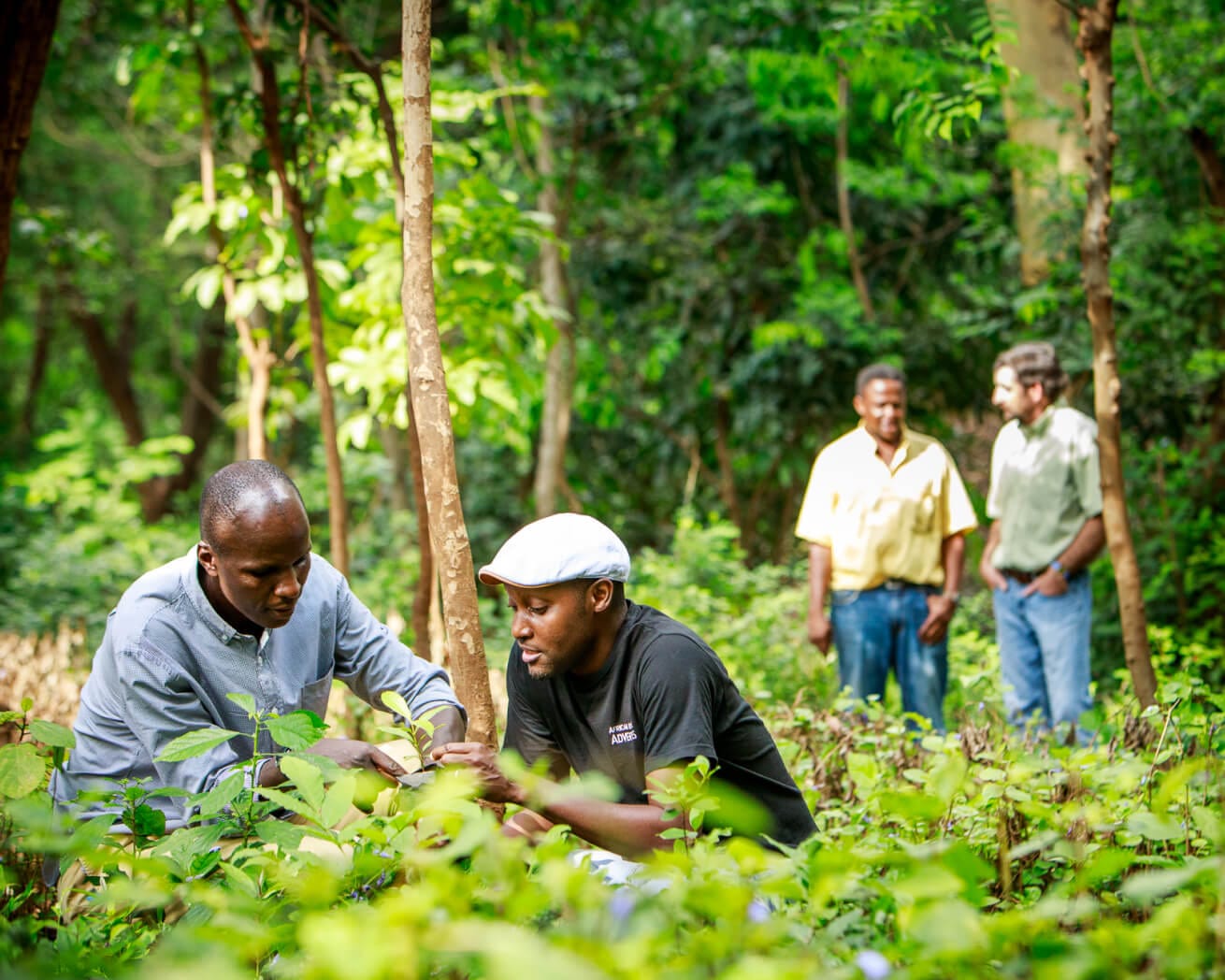 Plant Trees for Impact - Image 10