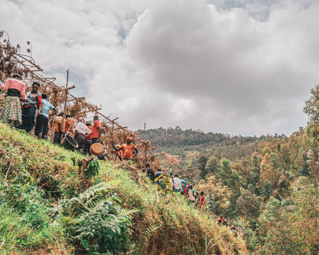Plant Trees for Impact - Image 3