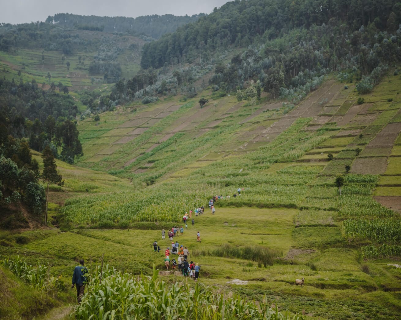 Plant Trees for Impact - Image 6