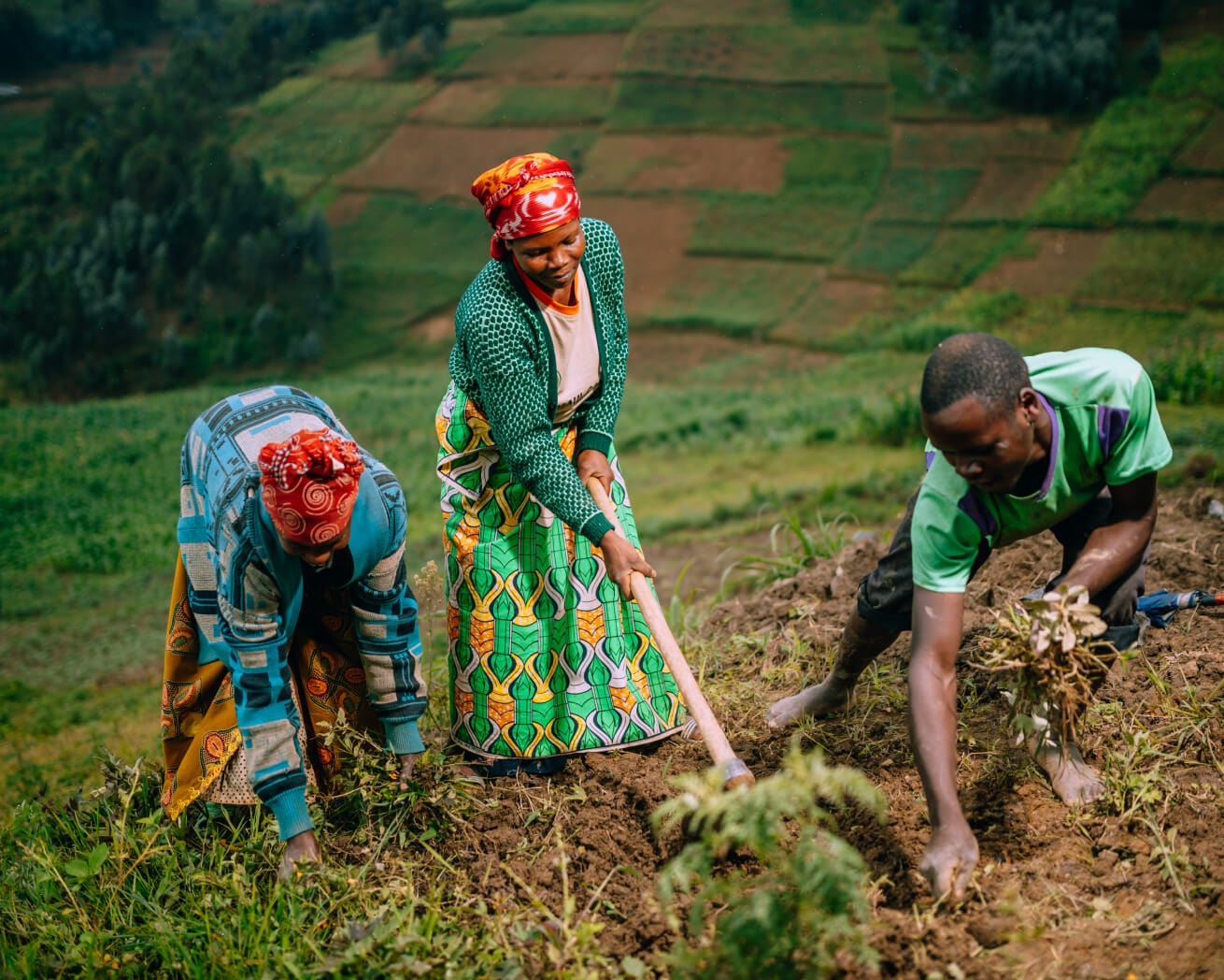 Plant Trees for Impact - Image 7