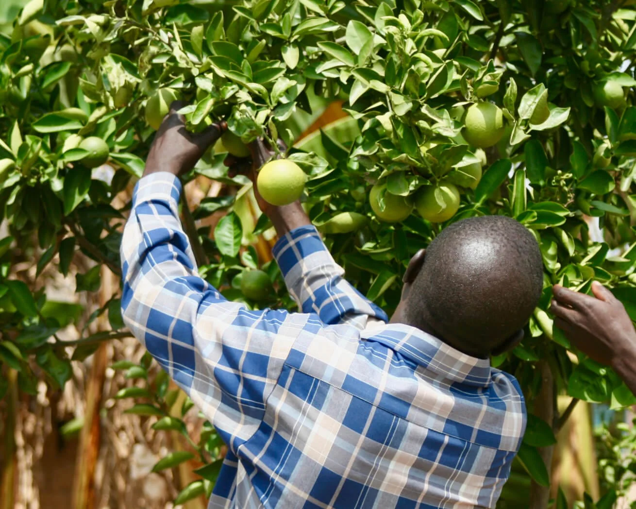 Plant Trees for Impact - Image 8