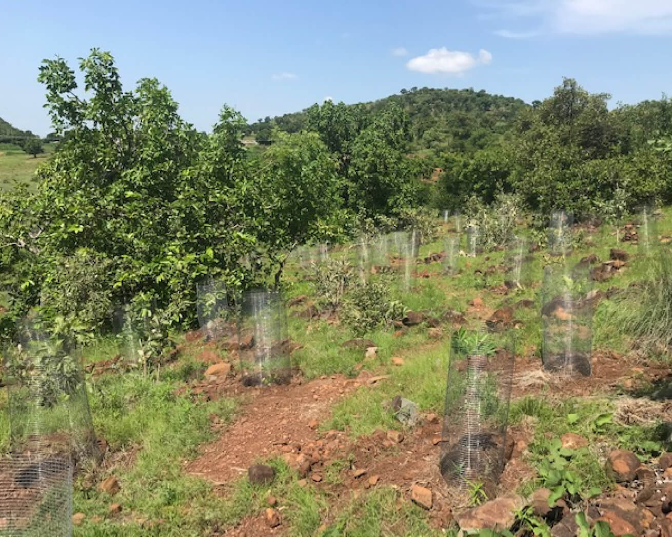 Plant Trees for Impact - Image 9