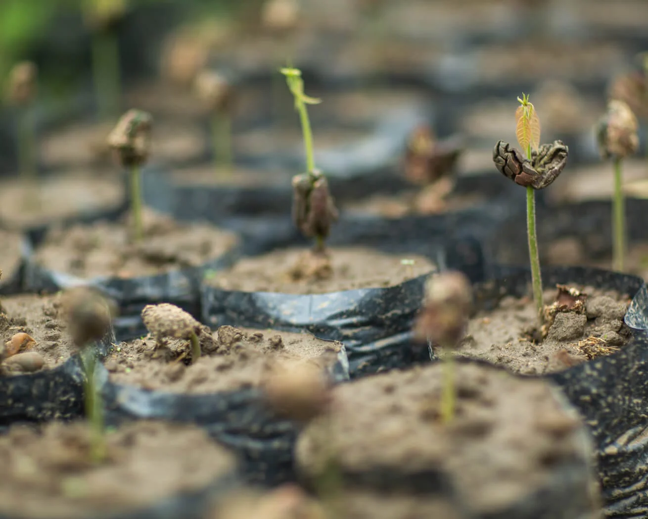 Plant Trees for Impact - Image 4
