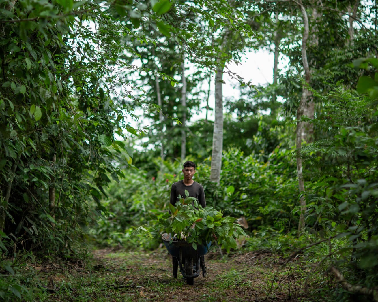Plant Trees for Impact - Image 6