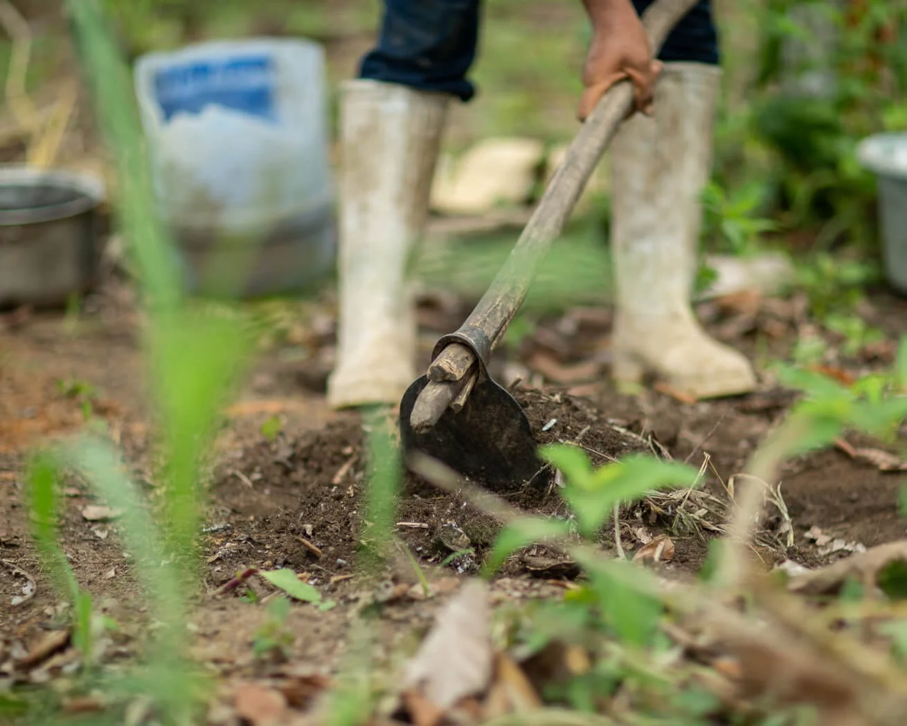 Plant Trees for Impact - Image 7
