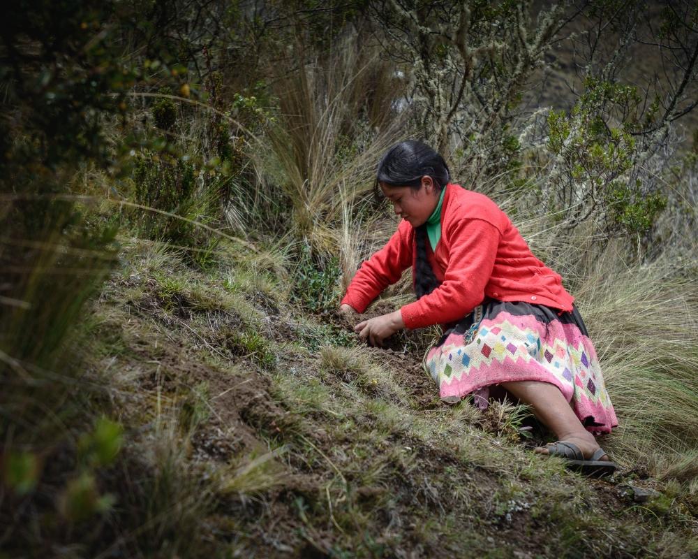 Plant Trees for Impact - Image 3
