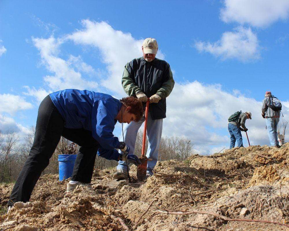 Plant Trees for Impact - Image 3