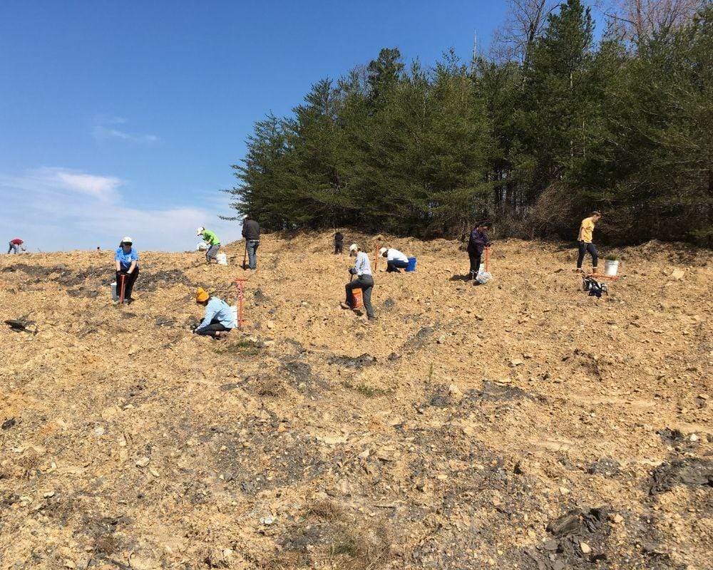 Plant Trees for Impact - Image 4