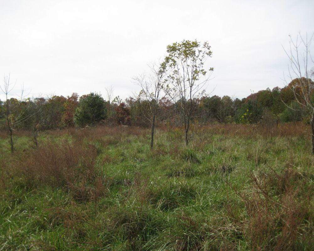 Plant Trees for Impact - Image 5