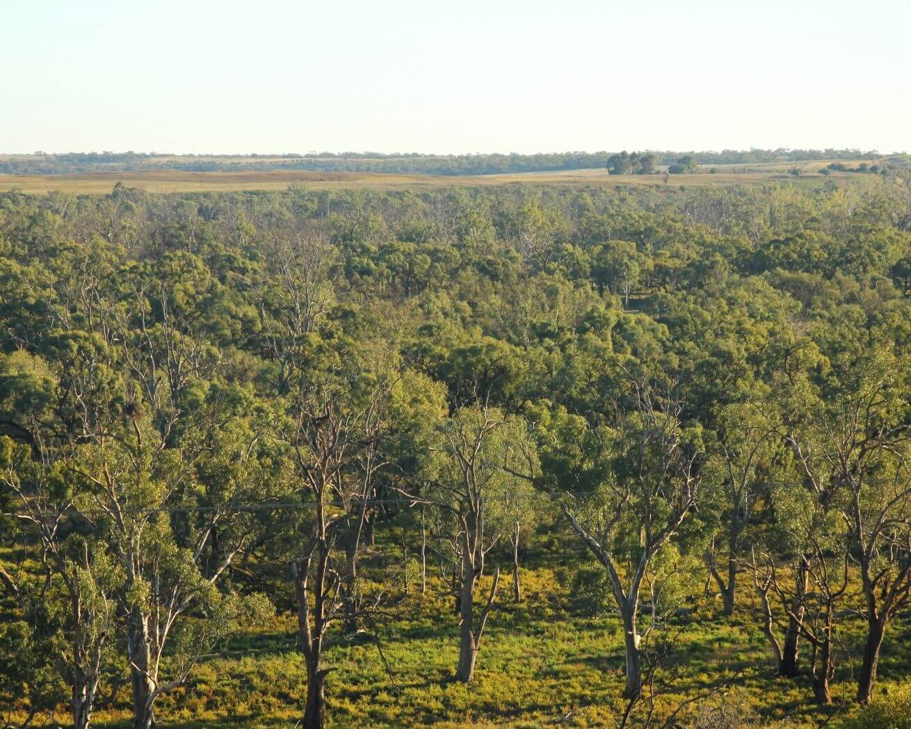 Plant Trees for Impact - Image 5