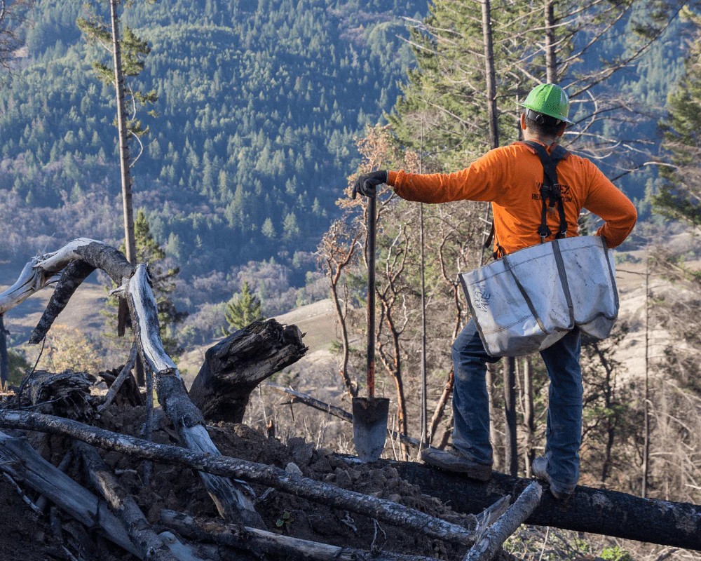 Plant Trees for Impact - Image 6
