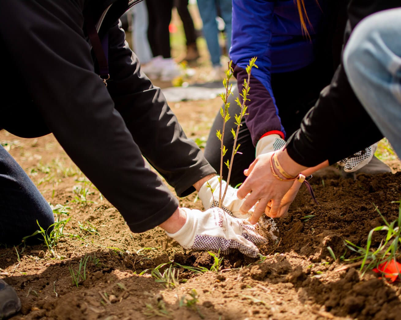Plant Trees for Impact - Image 3