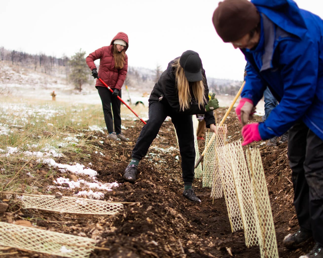 Plant Trees for Impact - Image 4