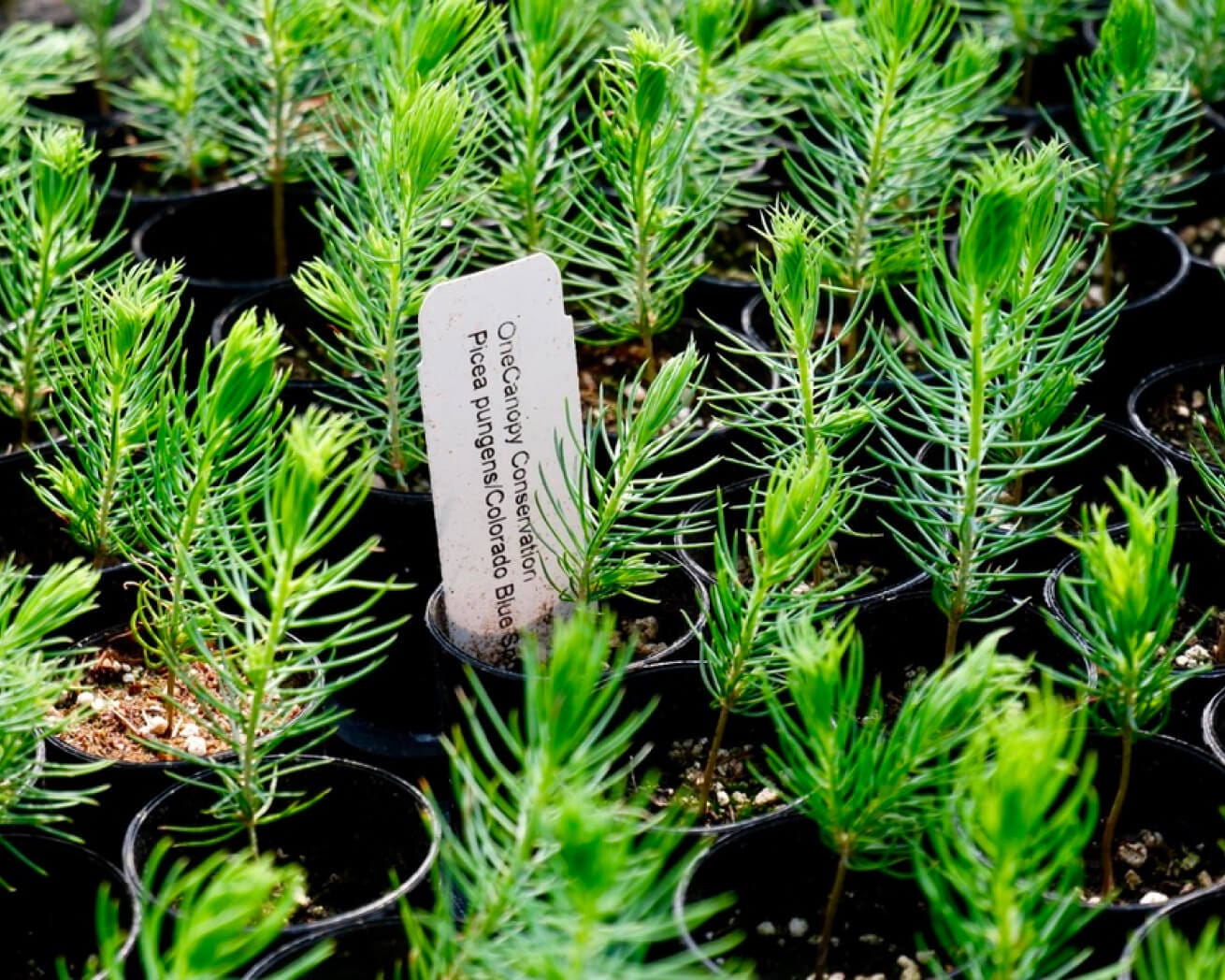 Plant Trees for Impact - Image 5