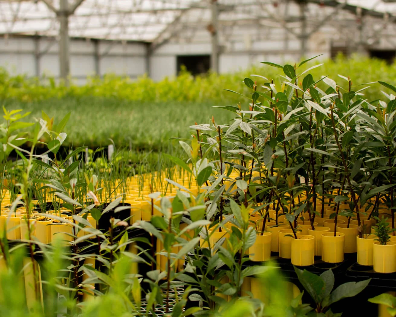 Plant Trees for Impact - Image 6