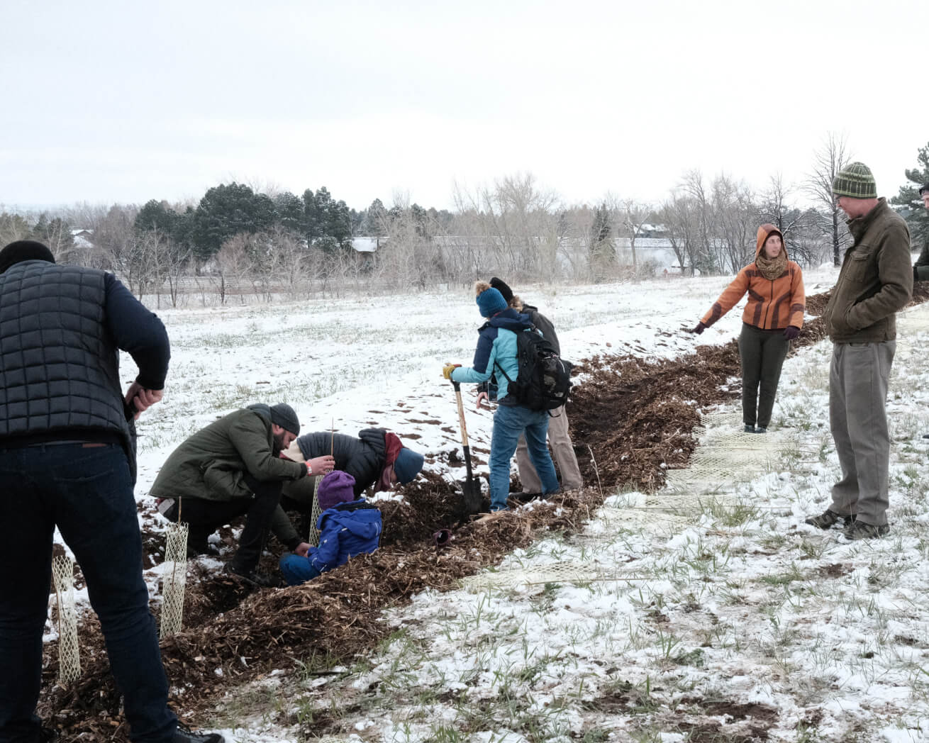 Plant Trees for Impact - Image 7