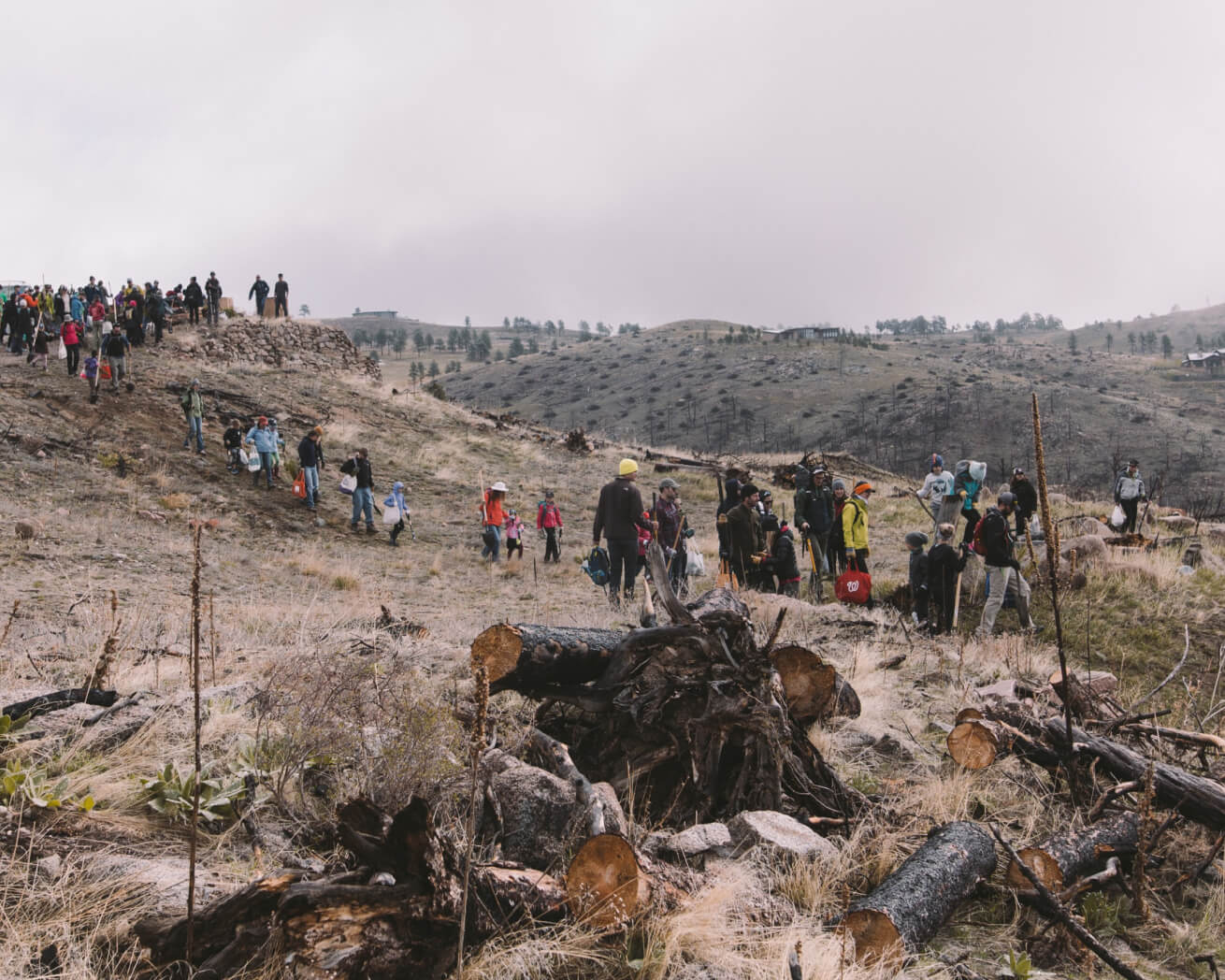 Plant Trees for Impact - Image 8