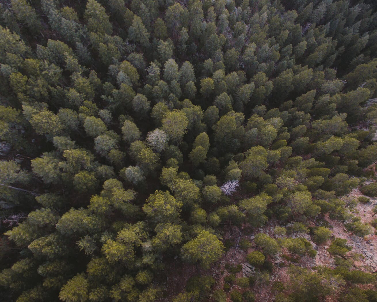 Plant Trees for Impact - Image 9