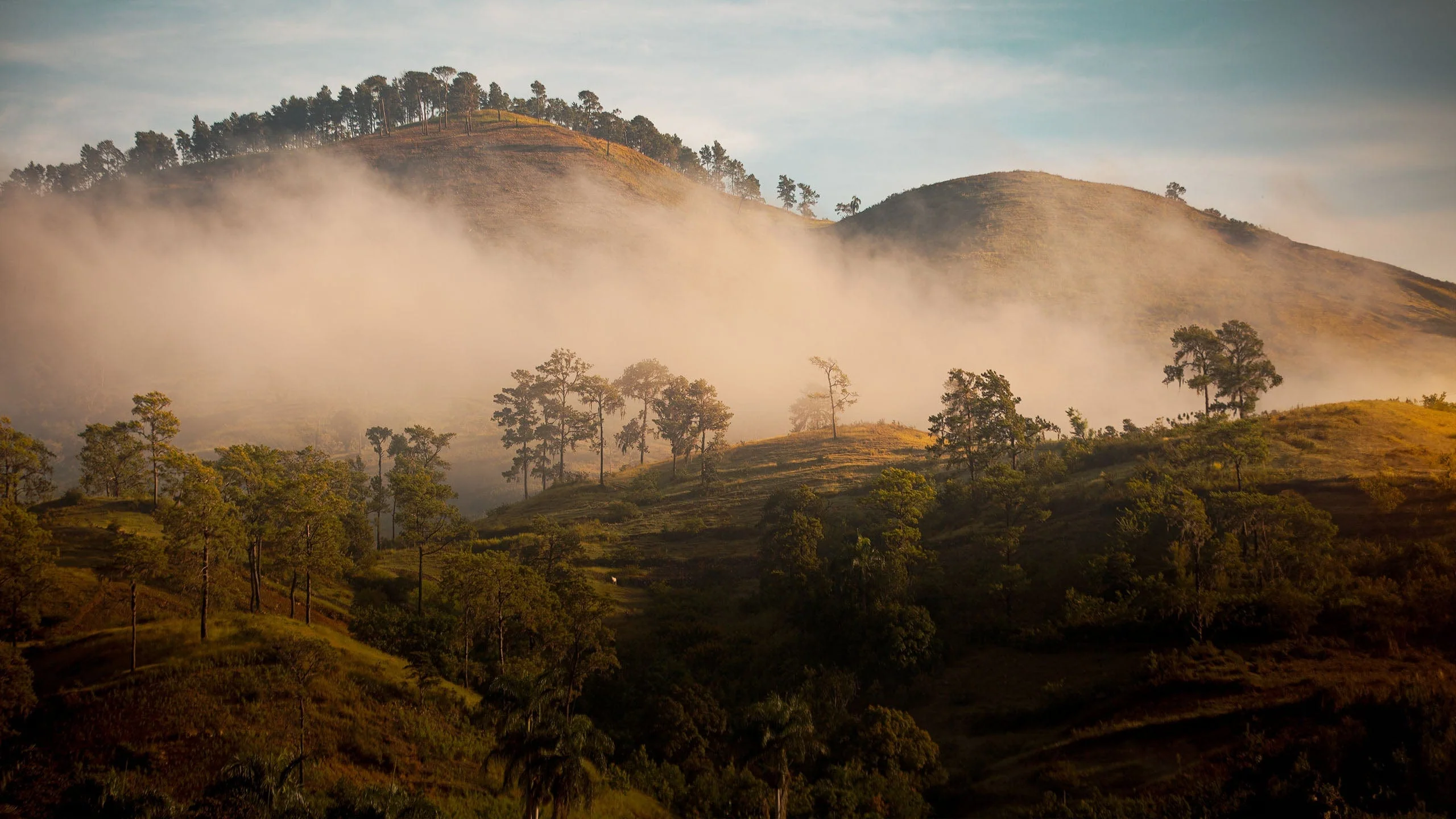 Plant Trees for Impact - Image 2