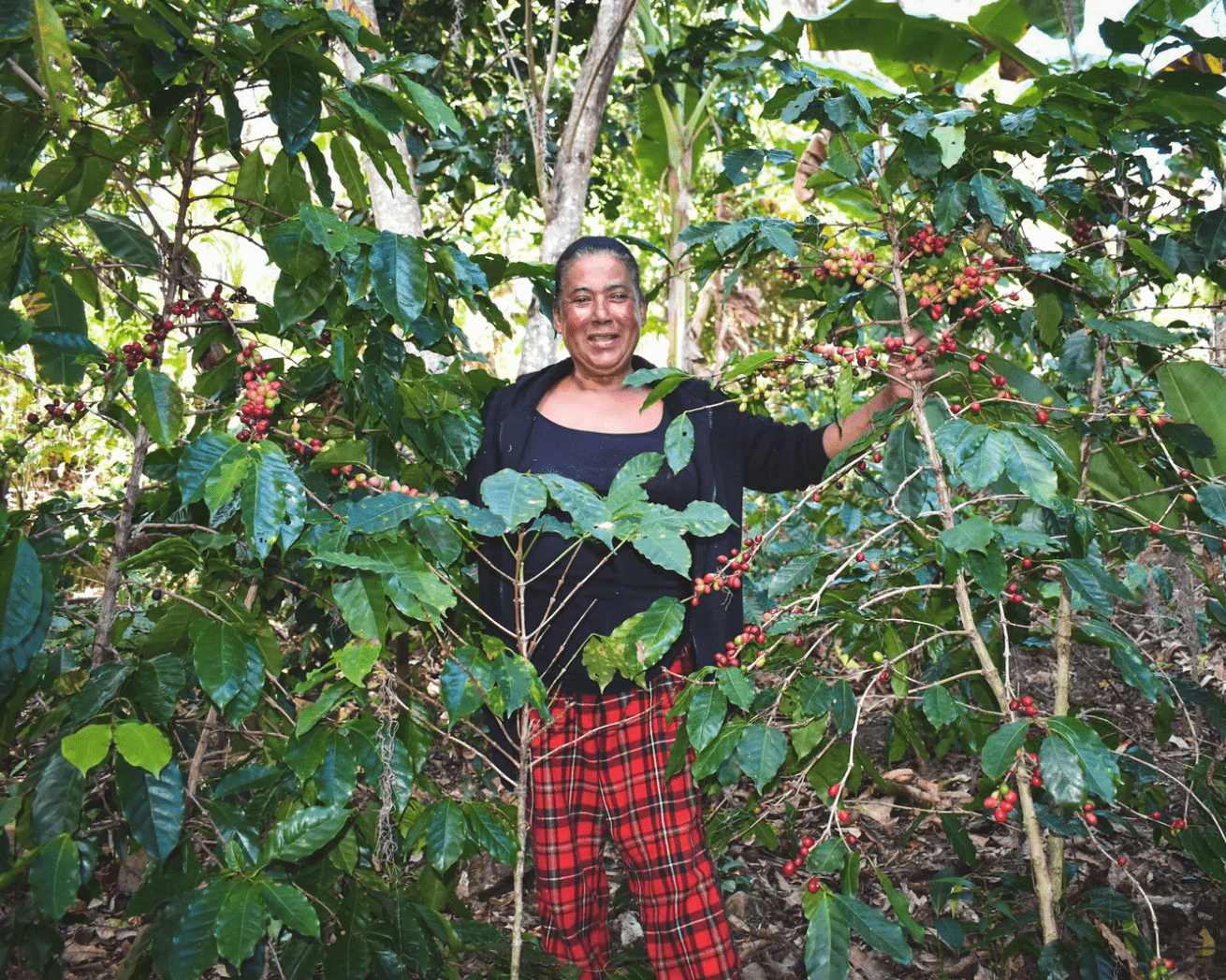 Plant Trees for Impact - Image 6