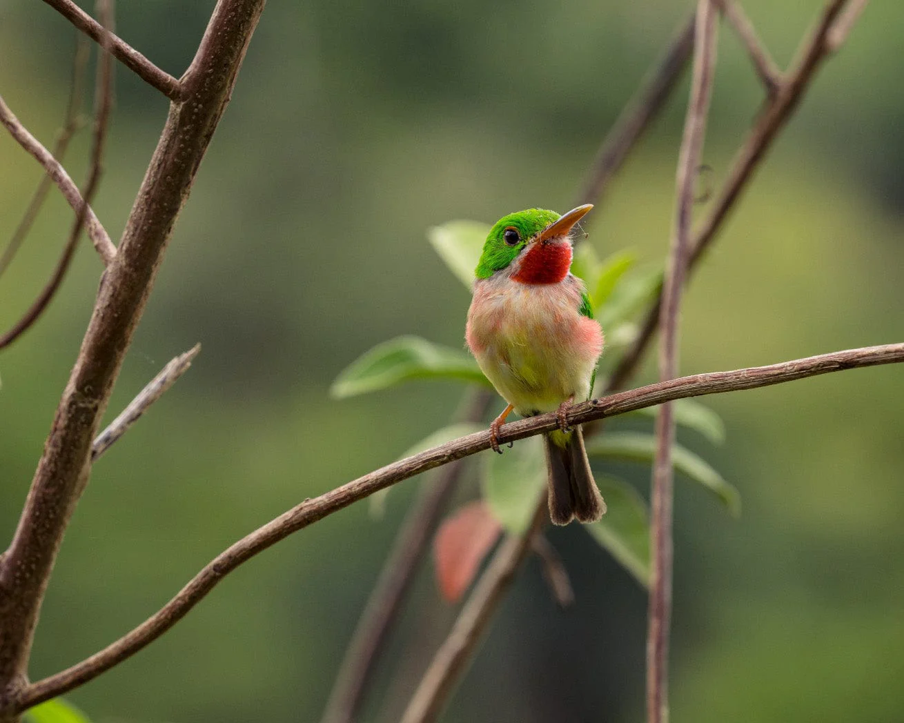 Plant Trees for Impact - Image 8
