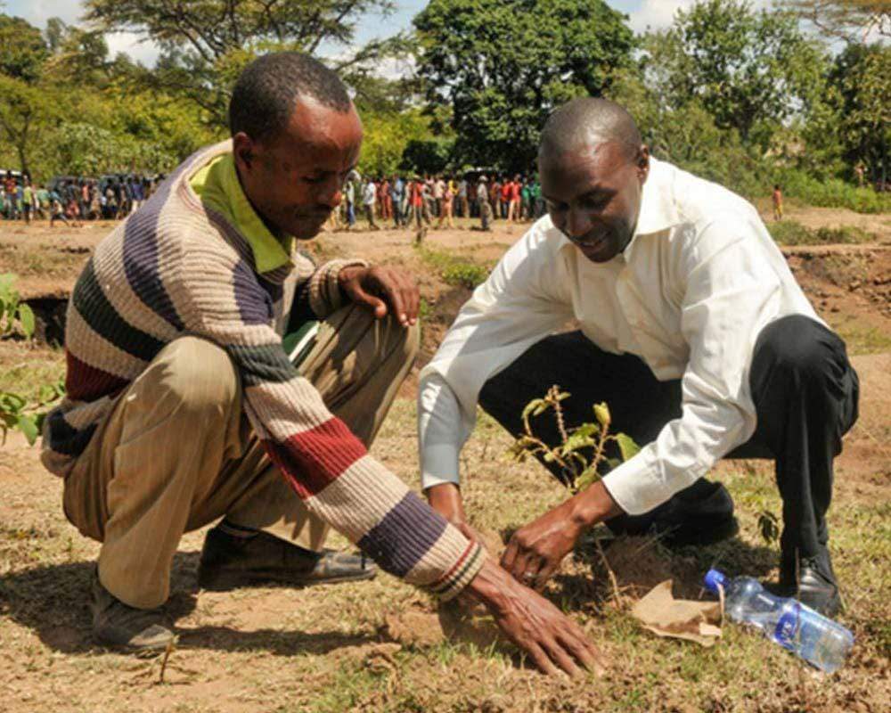 Plant Trees for Impact - Image 5