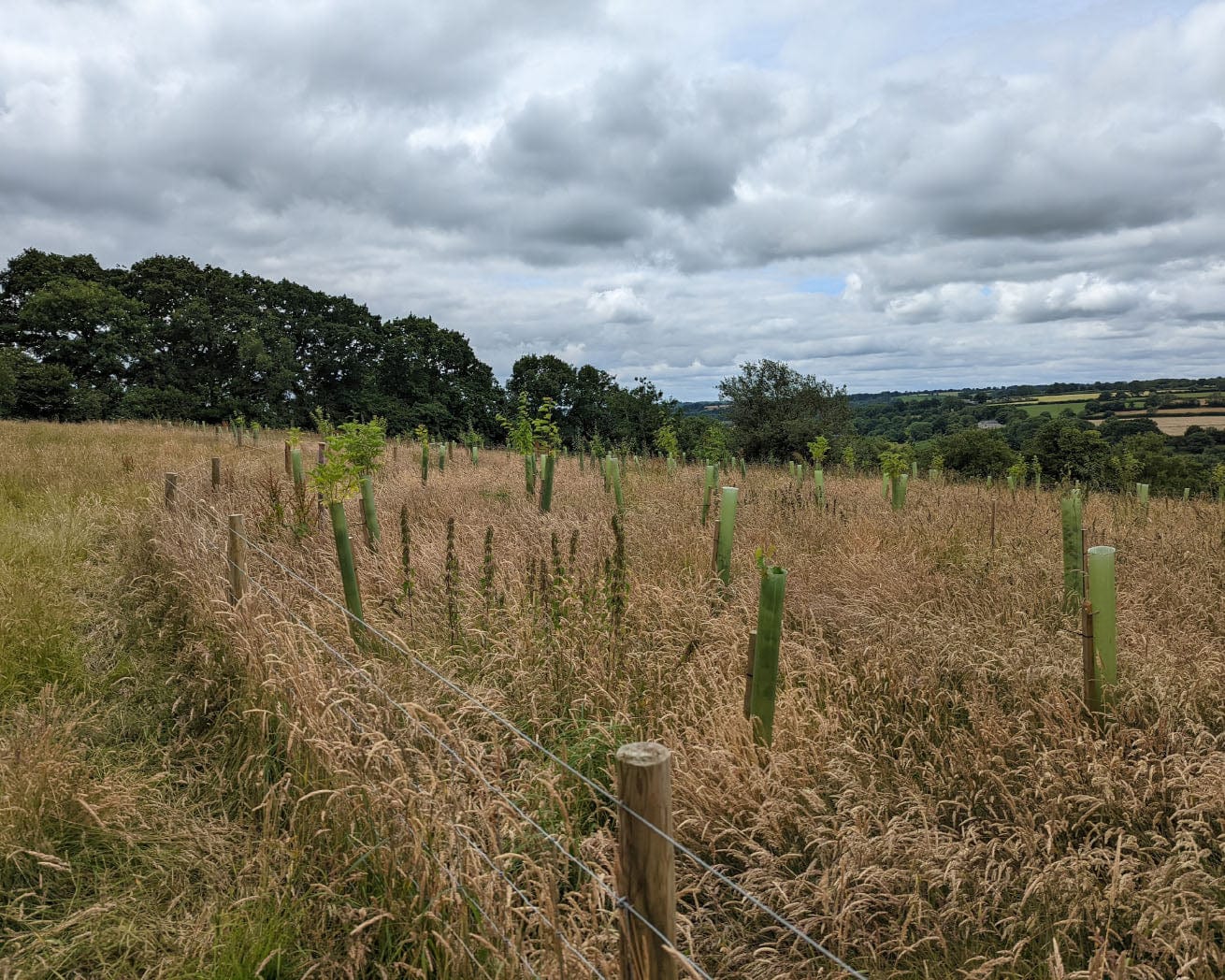 Plant Trees for Impact - Image 10