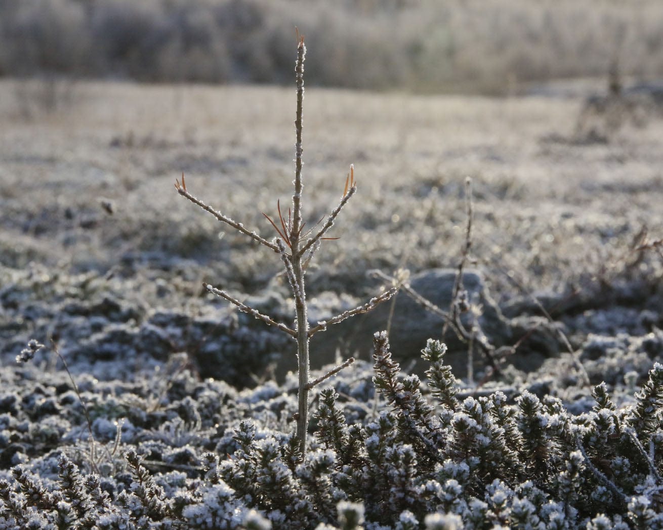 Plant Trees for Impact - Image 11