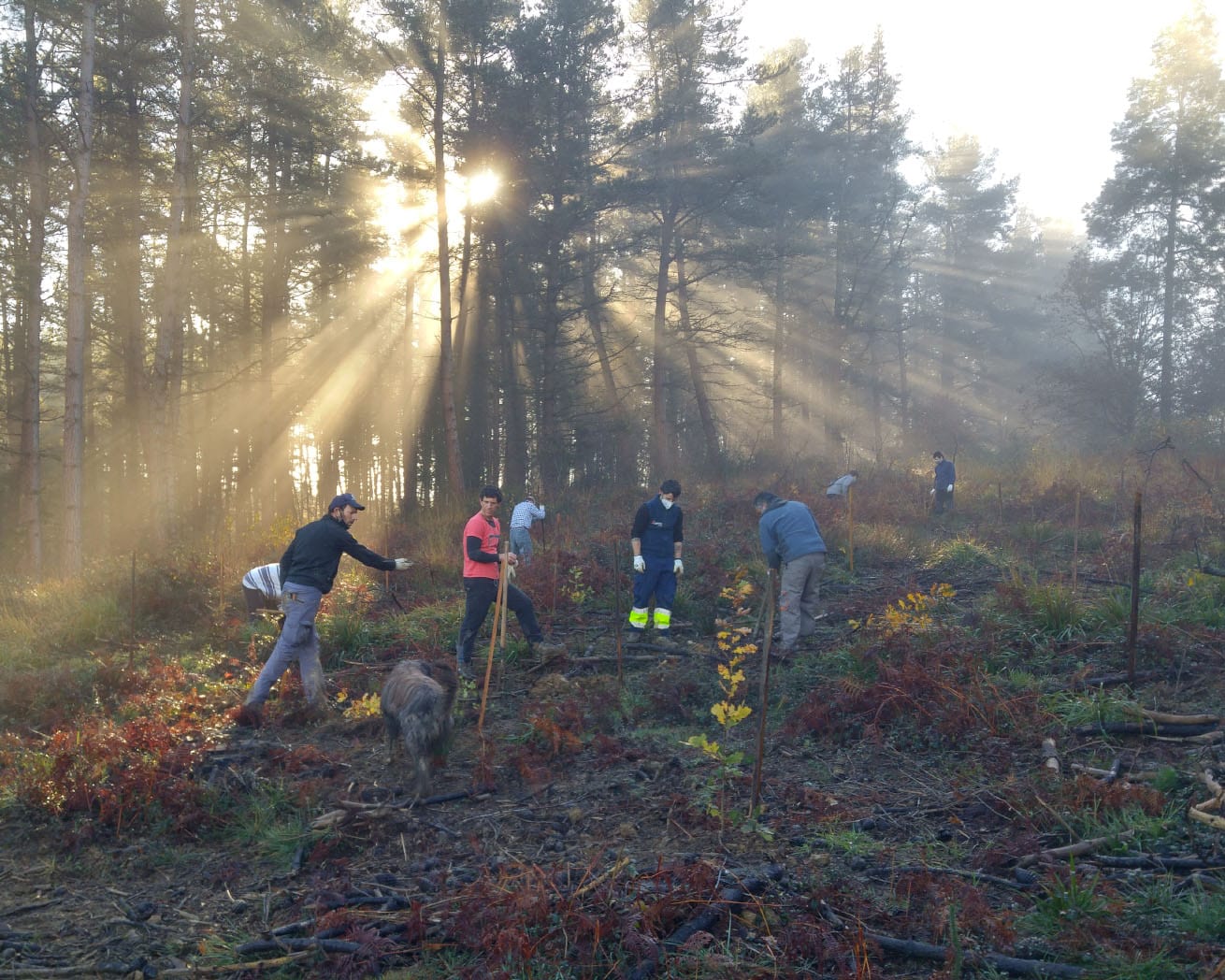 Plant Trees for Impact - Image 6