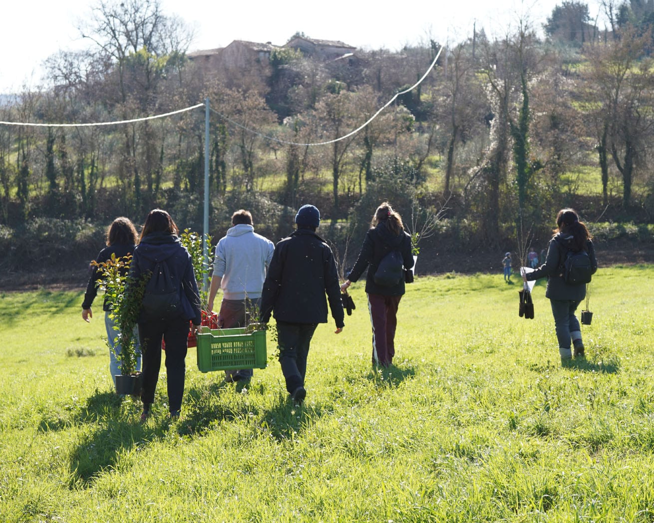 Plant Trees for Impact - Image 8