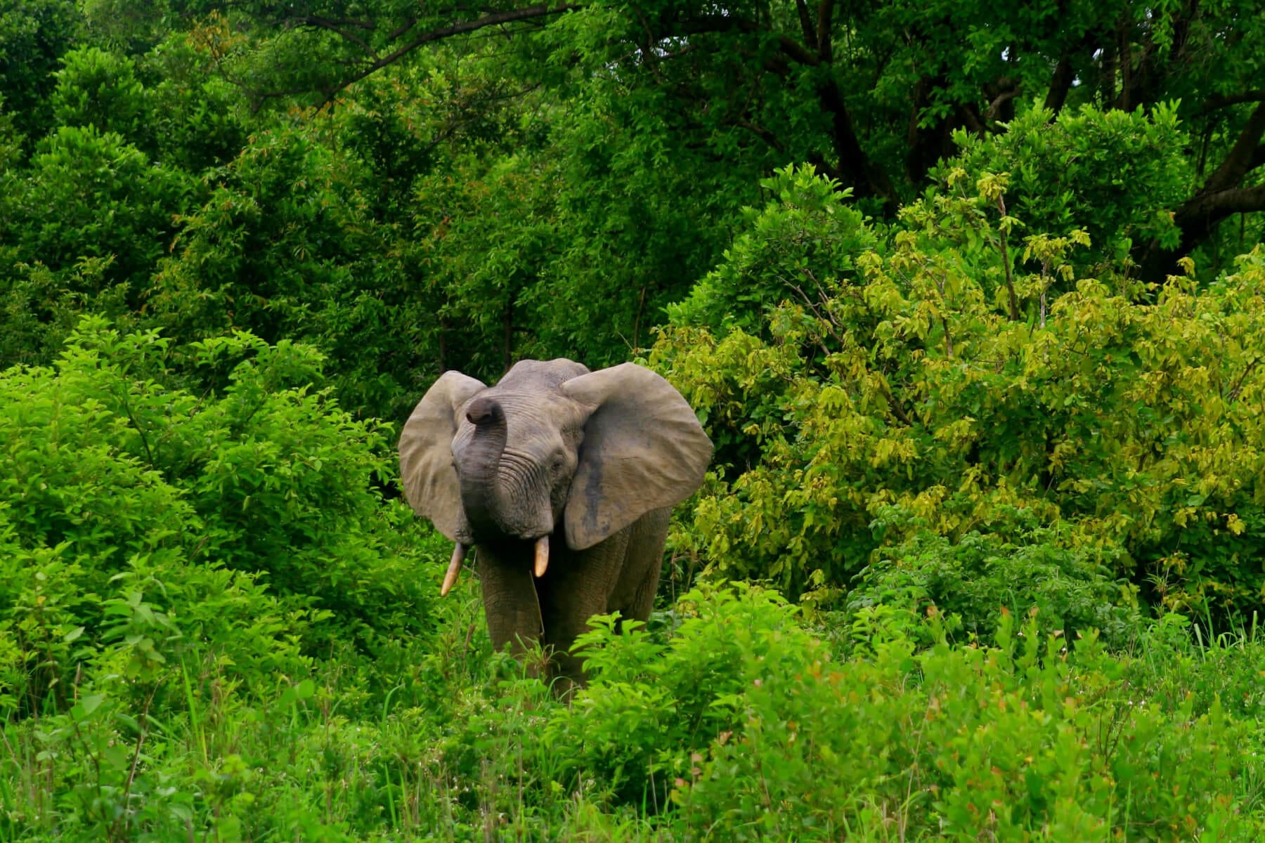 Plant Trees for Impact