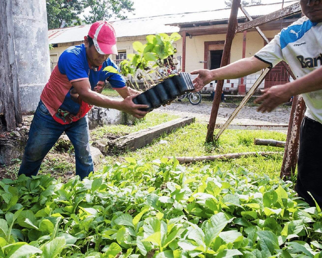 Plant Trees for Impact - Image 3