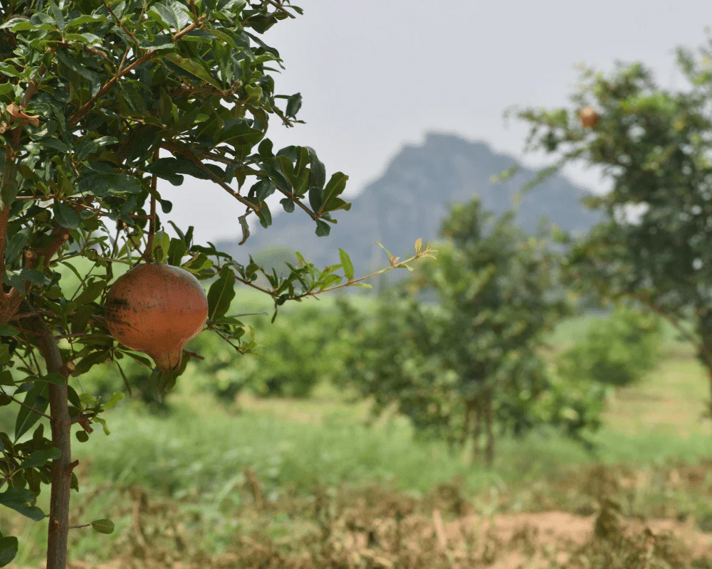 Plant Trees for Impact - Image 7