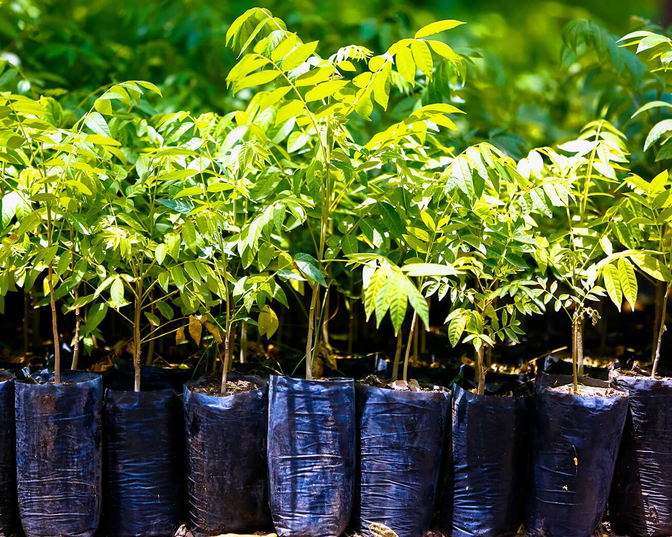 Plant Trees for Impact - Image 3