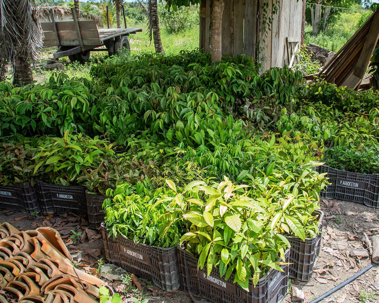 Plant Trees for Impact - Image 5