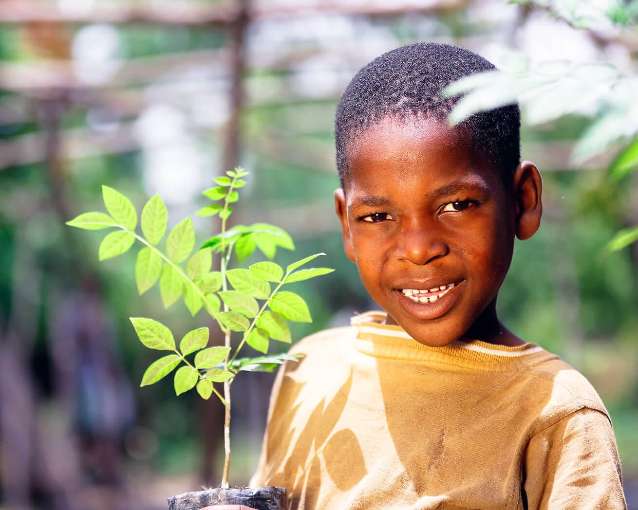 Plant Trees for Impact - Image 7