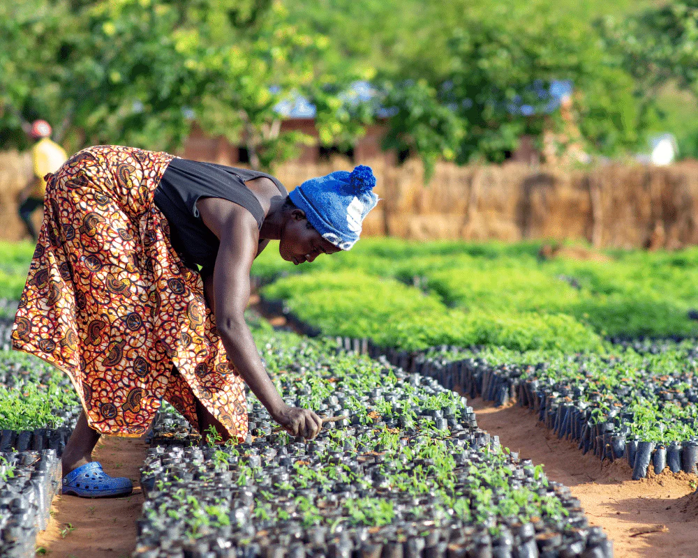 Plant Trees for Impact - Image 4