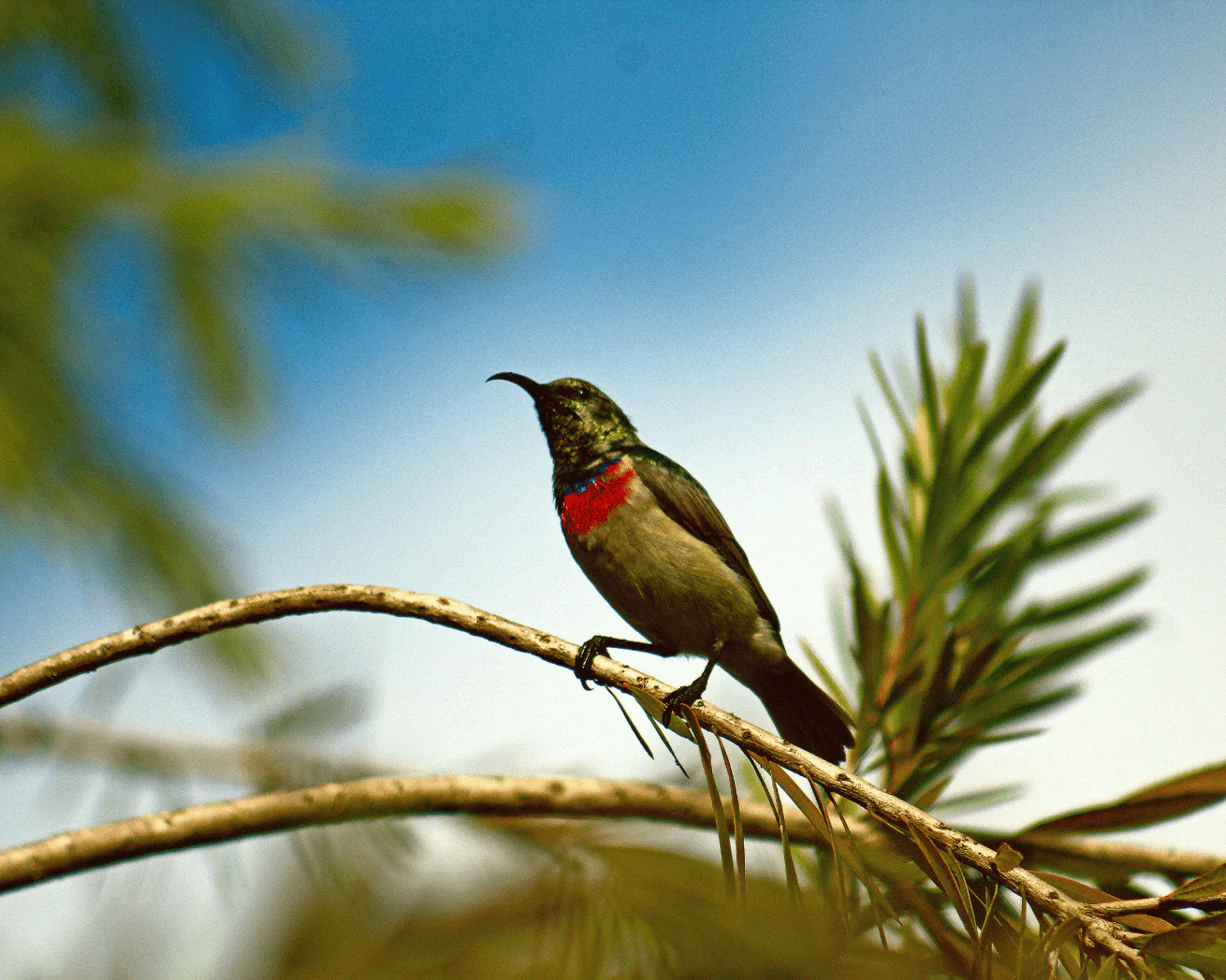 Plant Trees for Impact - Image 5