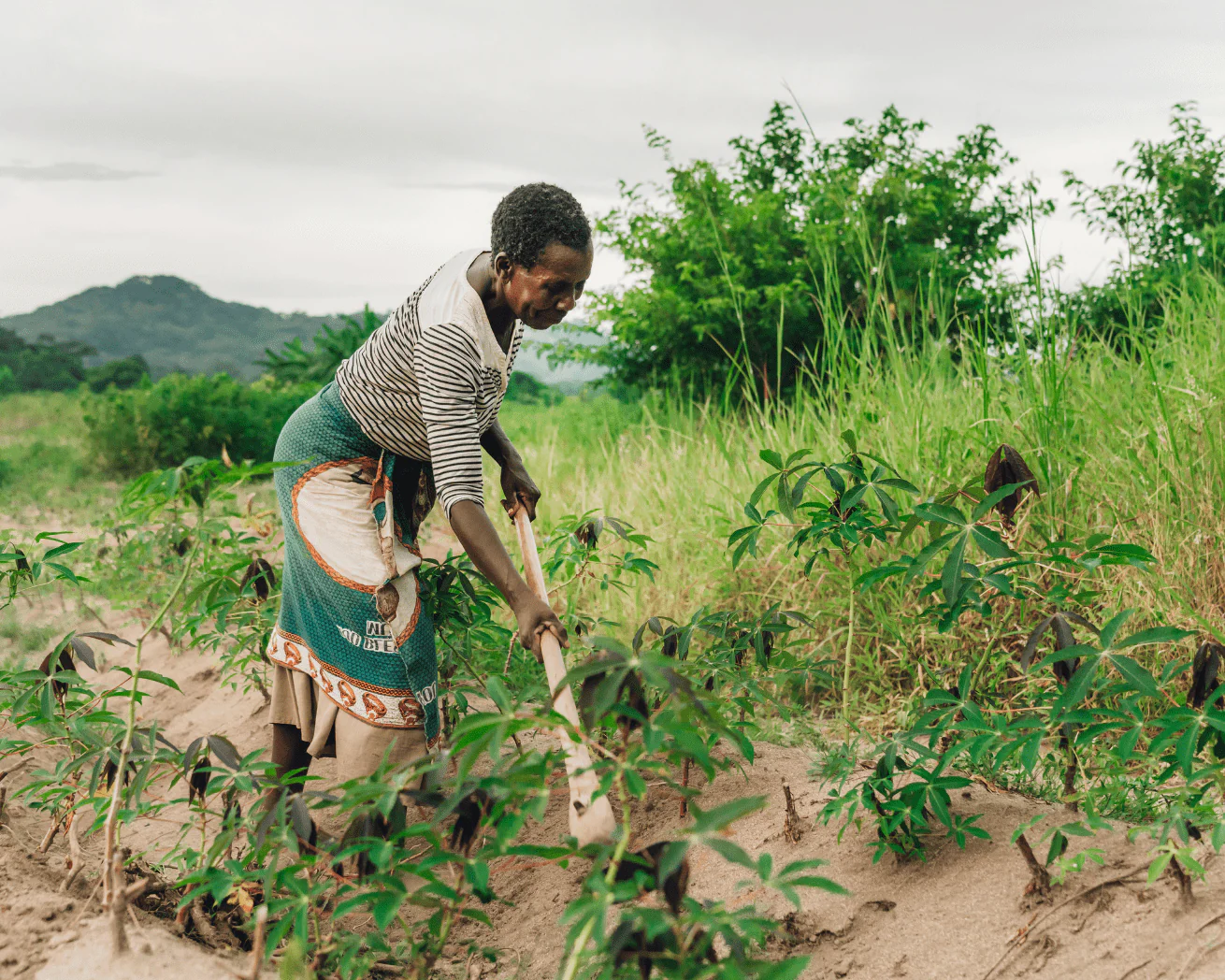 Plant Trees for Impact - Image 7