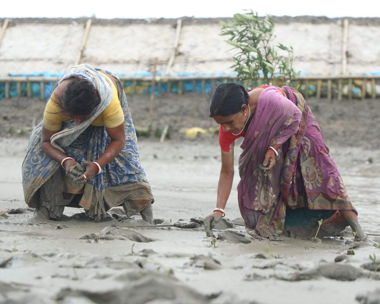 Plant Trees for Impact - Image 5