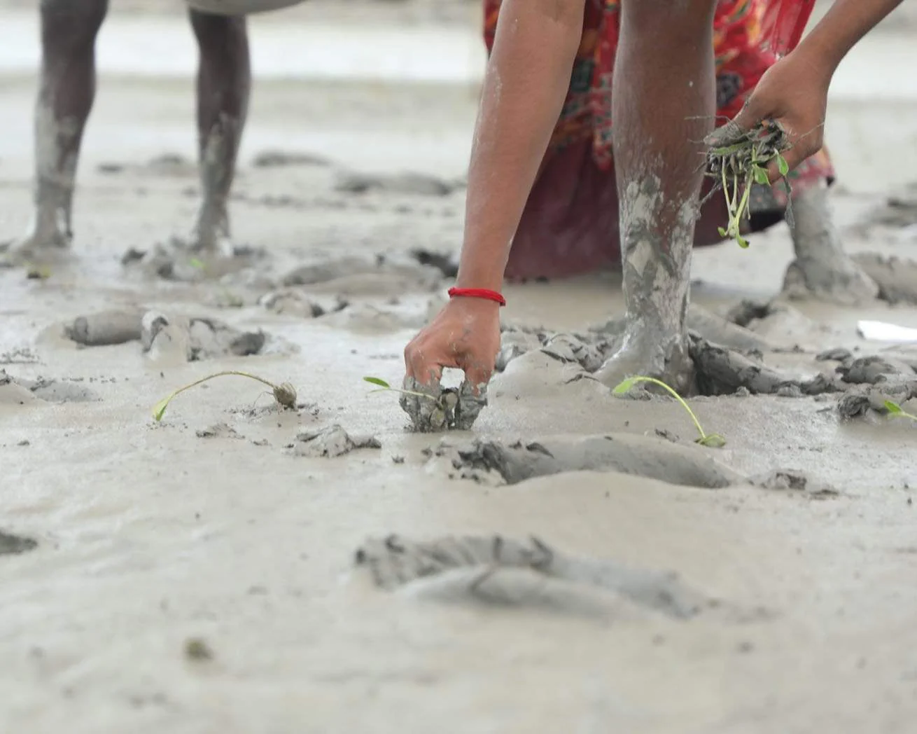 Plant Trees for Impact - Image 9