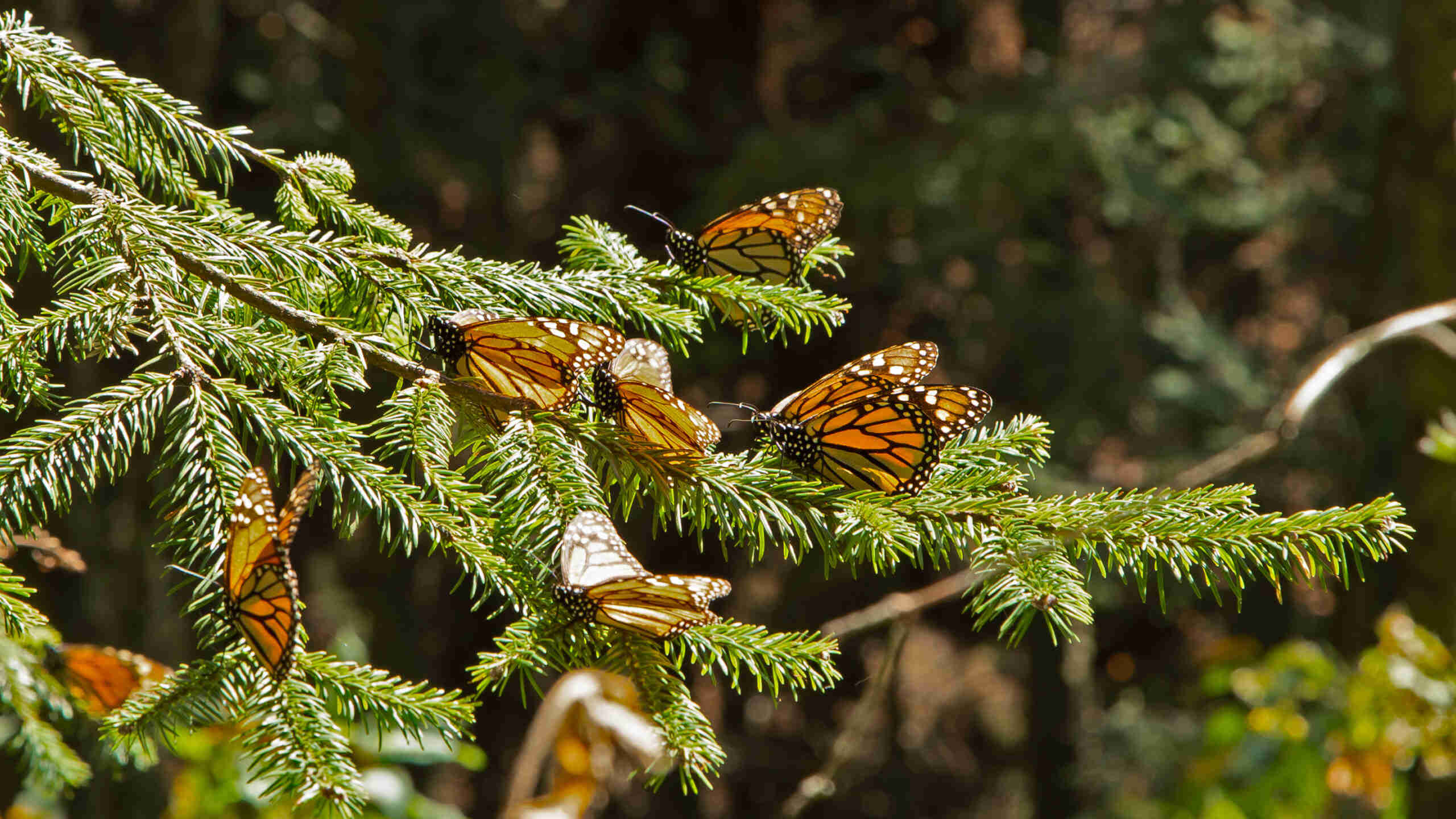 Plant Trees for Impact - Image 2