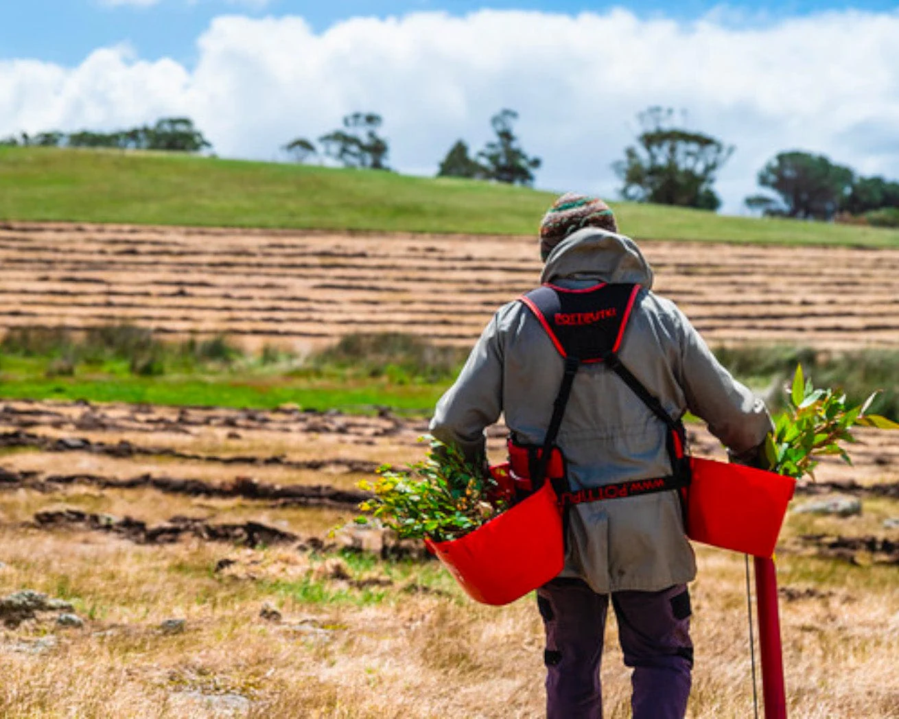 Plant Trees for Impact - Image 5