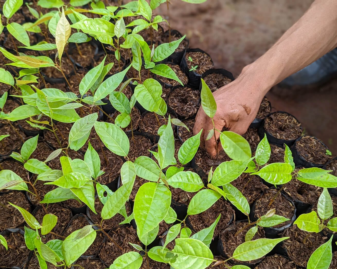 Plant a Tree for One Dollar - Image 5