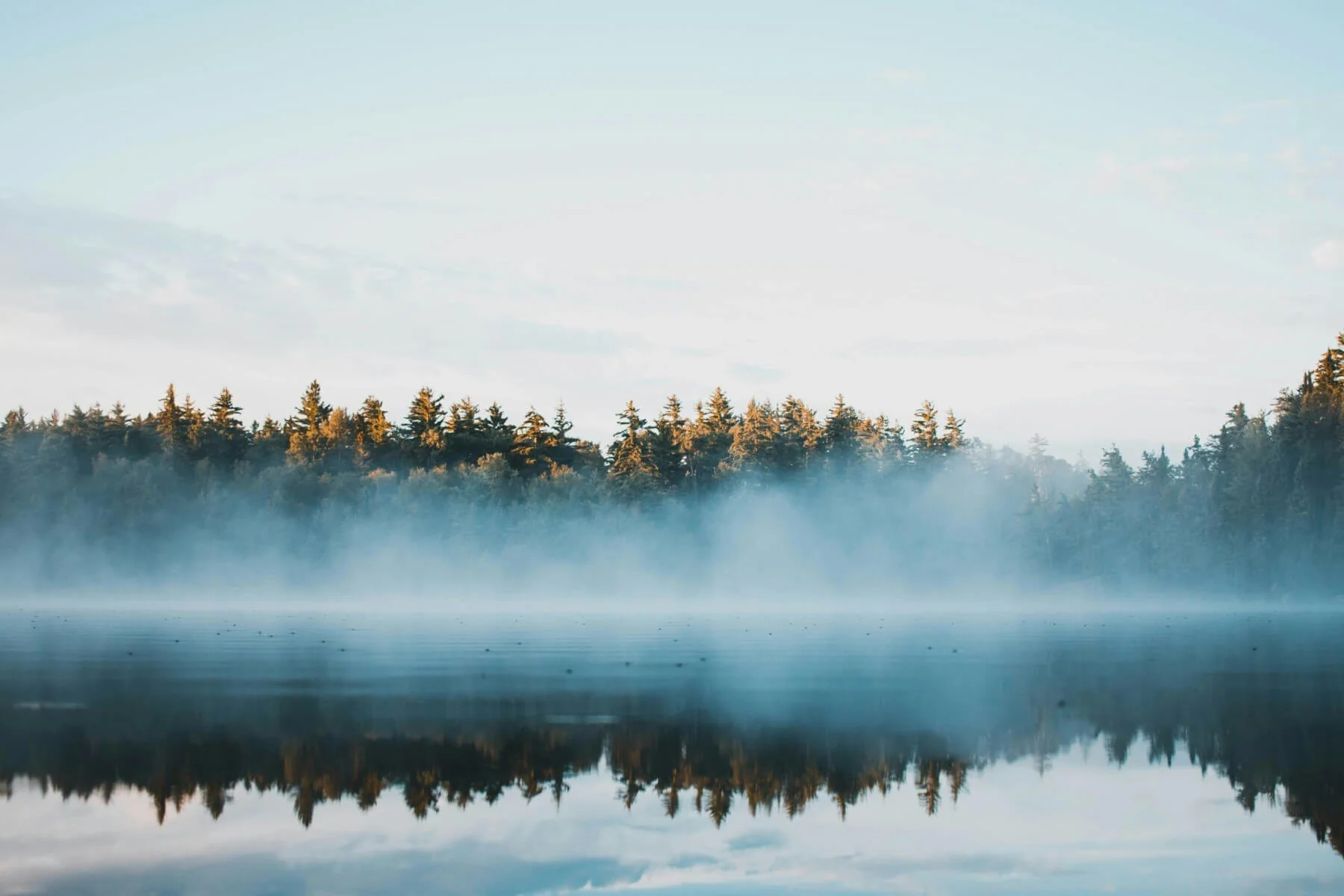 Plant Trees for Impact