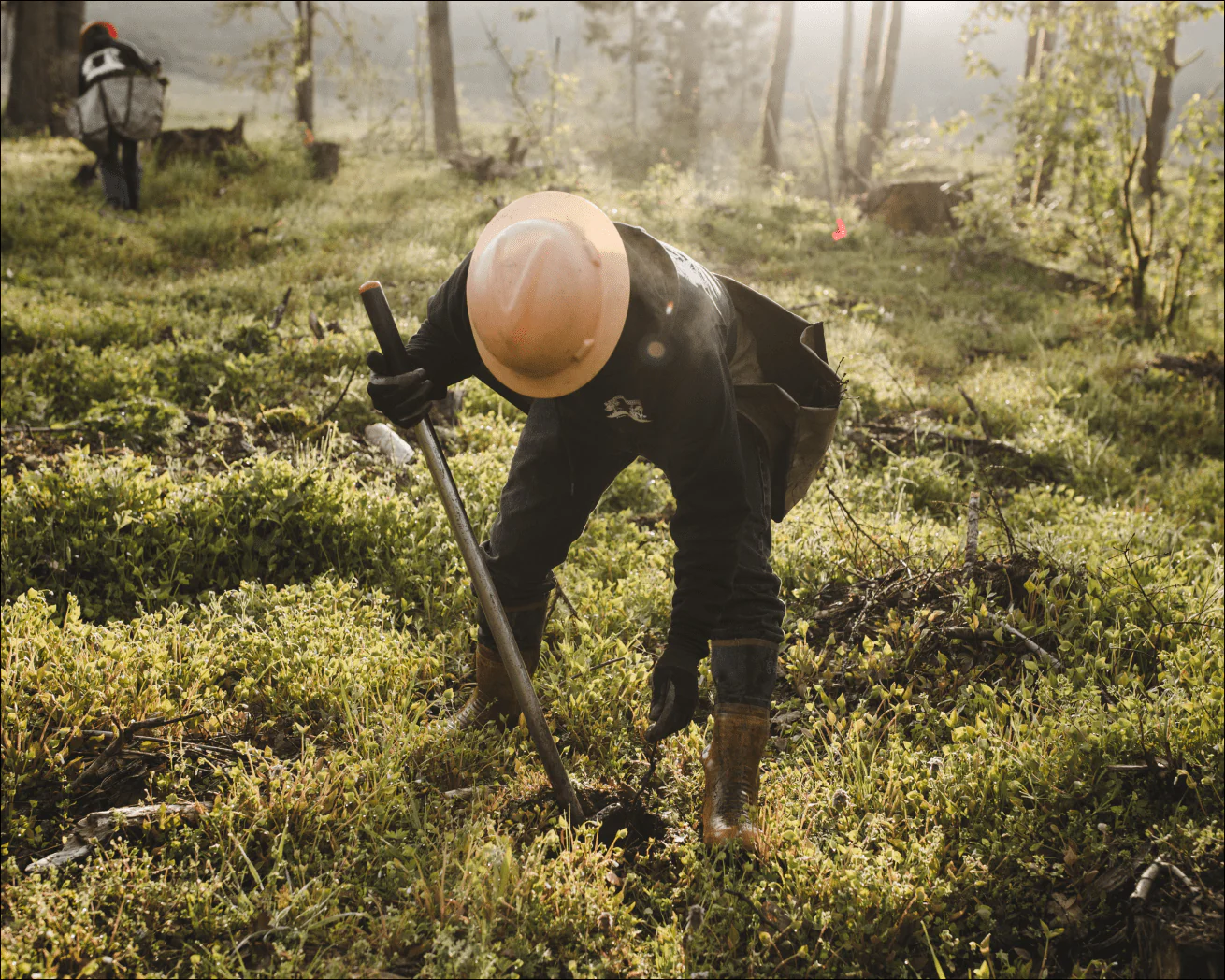 Plant Trees for Impact - Image 3