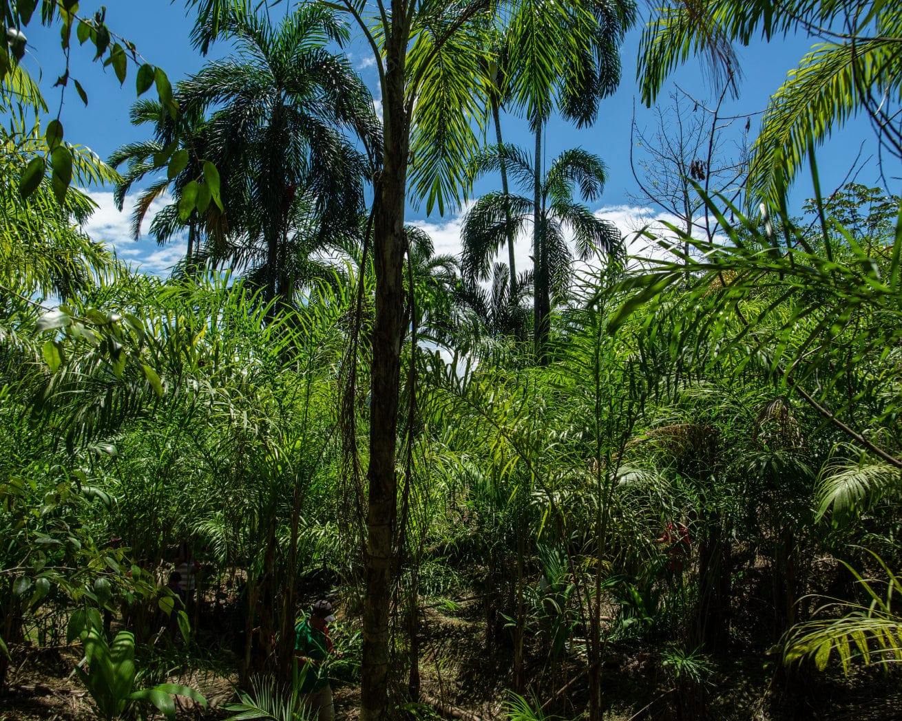 Plant Trees for Impact - Image 4