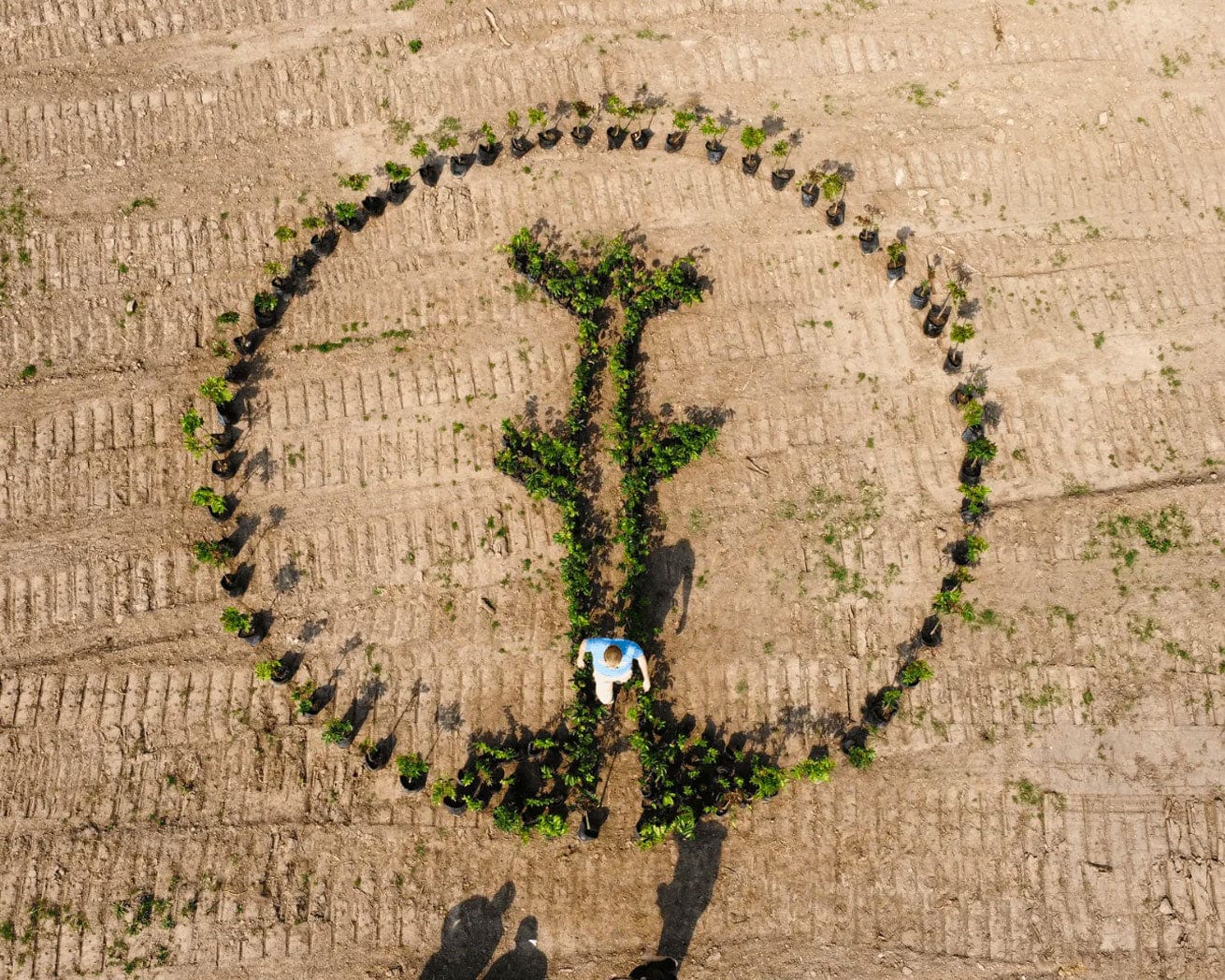 Plant Trees for Impact - Image 12