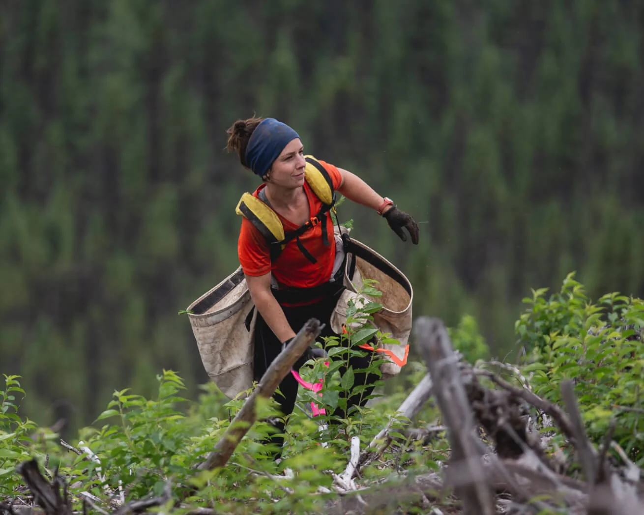 Plant Trees for Impact - Image 13