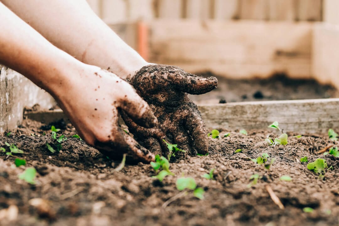 Plant Trees for Earth Day